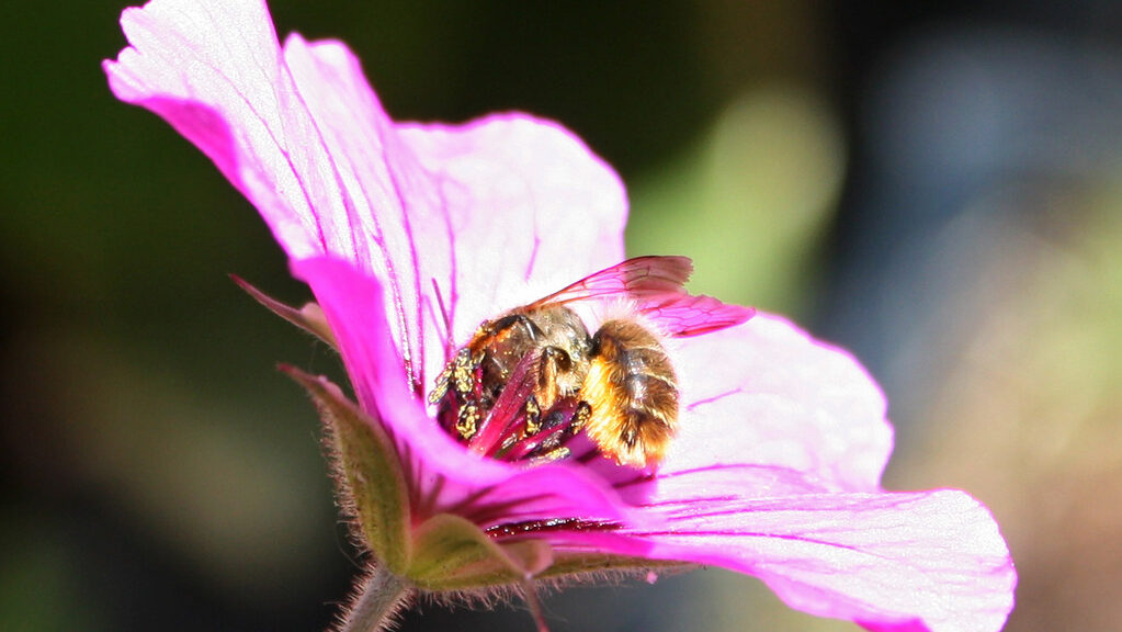 Mason bee collecting nectar from a bright pink flower in a garden