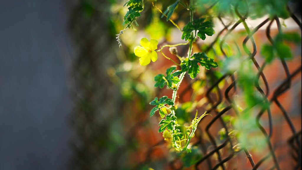 Garden plant sprouting and extending through wire fencing