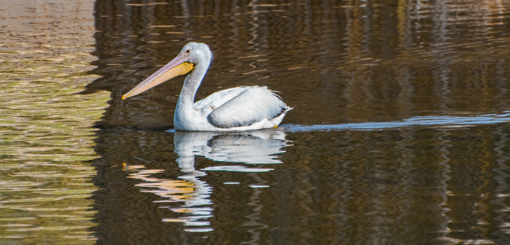 An American White Pelican with a large yellow beak floats on brown water.