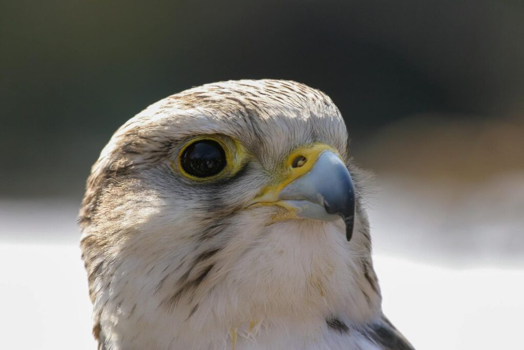 Stunning close-up of a falcon showcasing its sharp beak and detailed plumage.