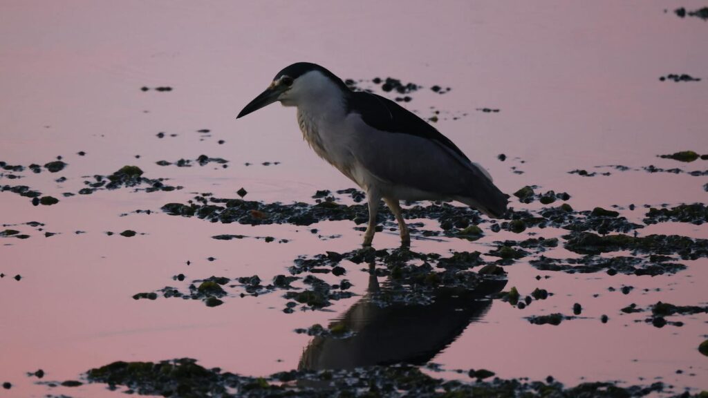 Heron standing in muddy water