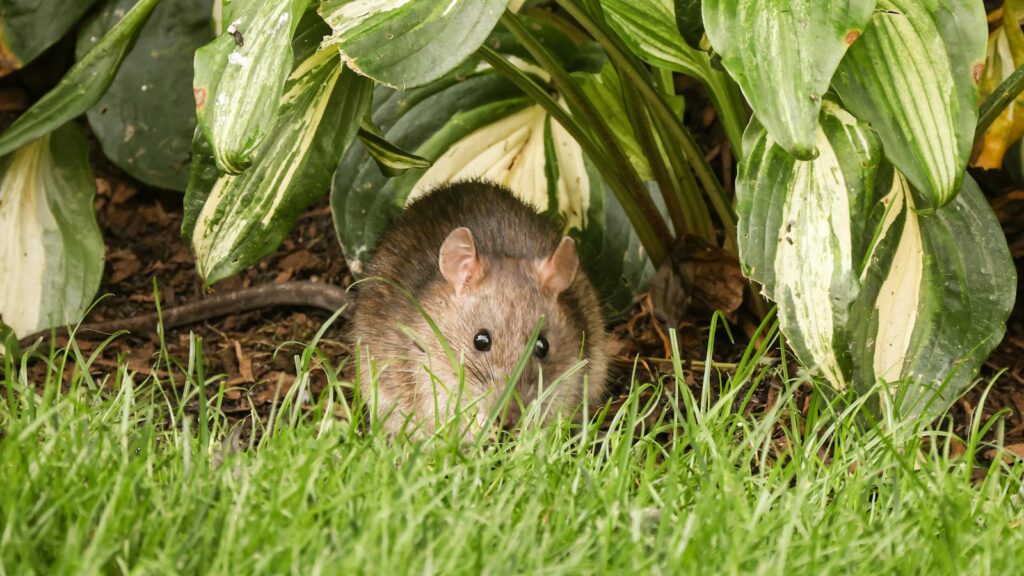 Brown rat hiding among green foliage in a garden
