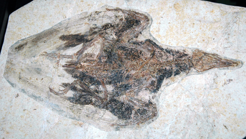 Fossil of Confuciusornis sanctus from the Early Cretaceous period found in China