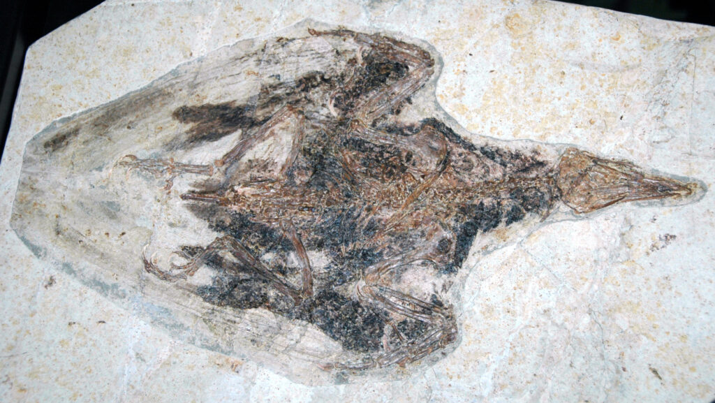 Confuciusornis sanctus fossil from the Cretaceous of China displayed at Cincinnati Museum of Natural History and Science