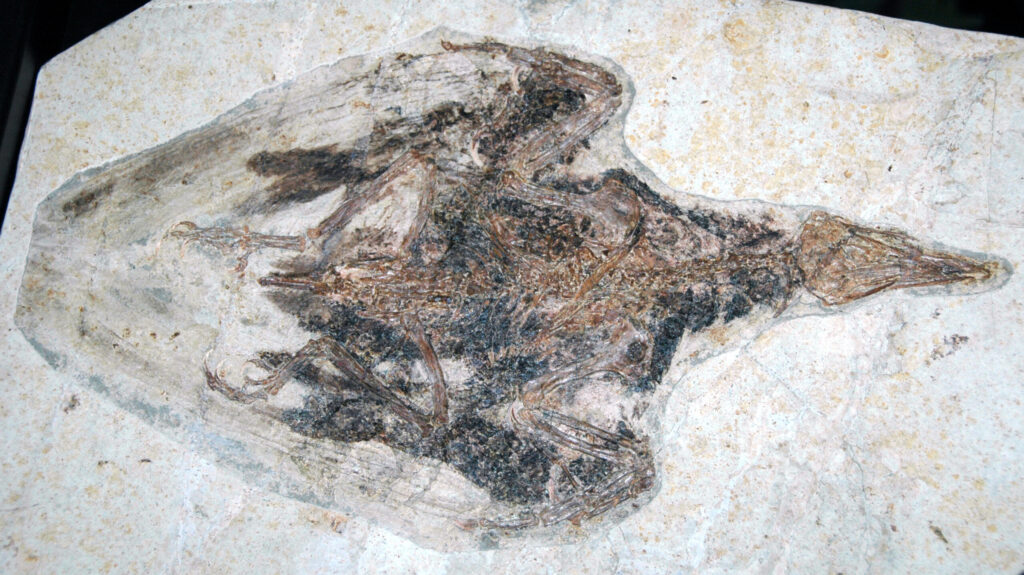 Confuciusornis sanctus fossil from the Cretaceous of China displayed at Cincinnati Museum of Natural History and Science