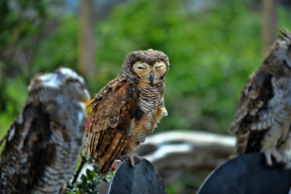 Three owls with closed eyes perching outdoors, peacefully blending with nature.