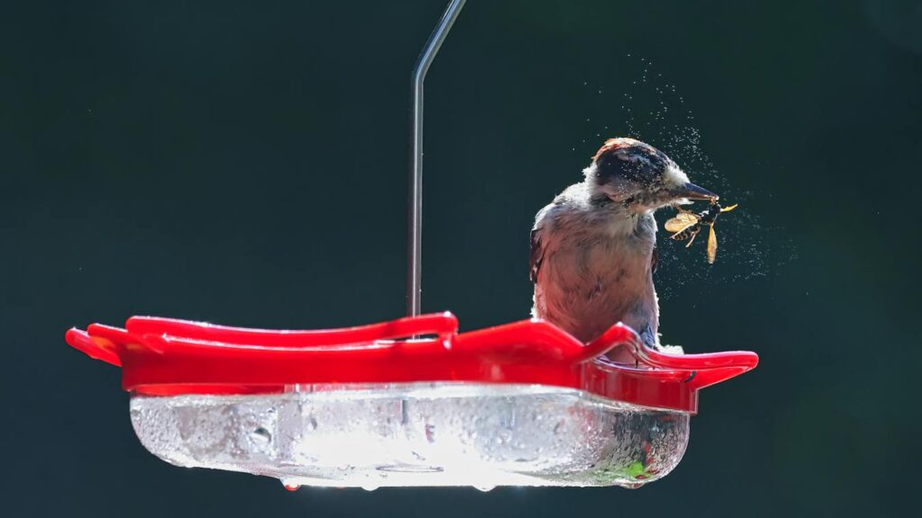Bird catching a wasp on a backyard bird feeder