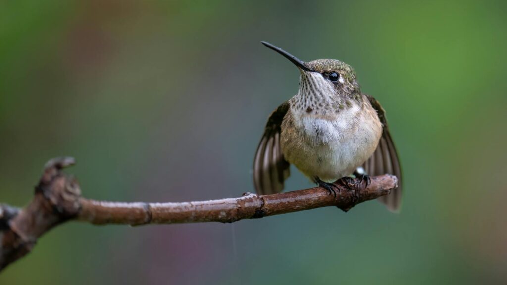 A Calliope Hummingbird perches on a branch, with its wings slightly spread.
