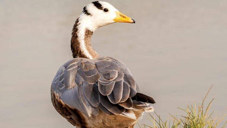 Rear view of Bar-headed Geese standing on a grassy riverbank