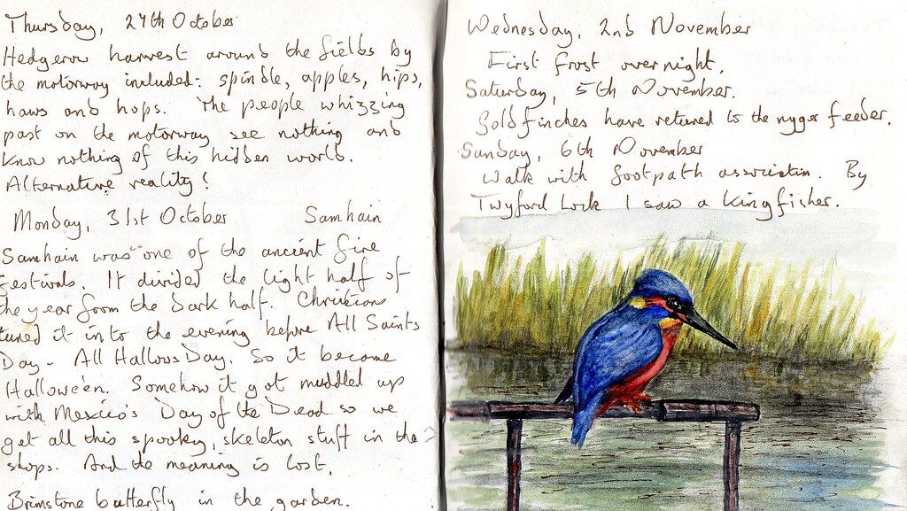 Bird journal entry featuring notes and drawings of a colorful kingfisher