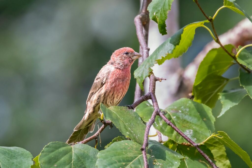 Close-up of a male house finch with vibrant feathers perched among green leaves in sunlight.