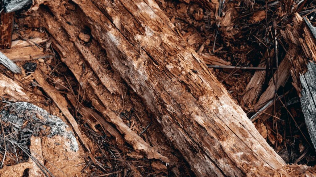 Decaying log showing signs of decomposition in forest setting