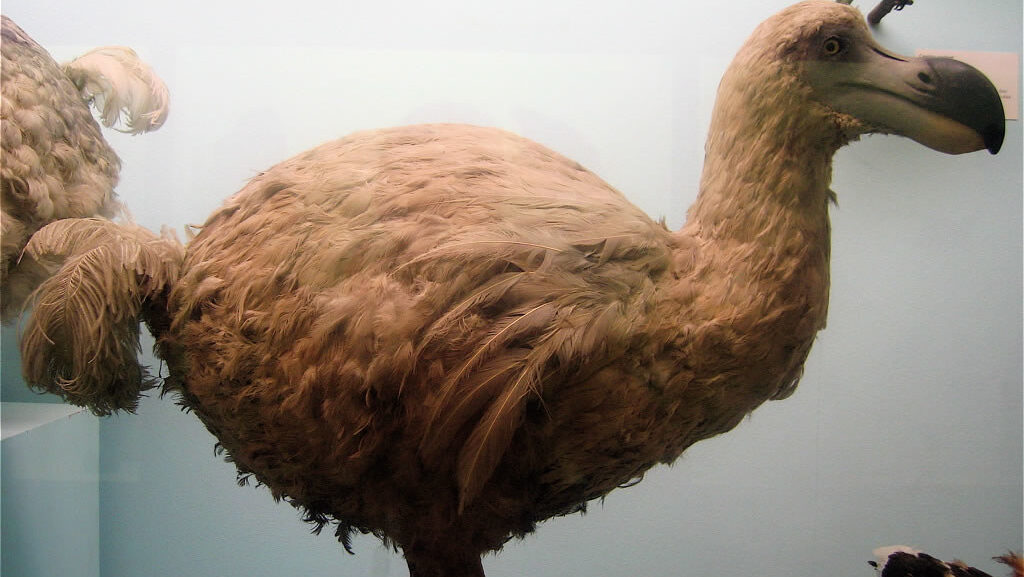A Dodo, a large flightless bird with brown feathers and a dark beak, stands in a museum exhibit.