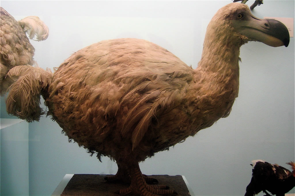 A Dodo, a large flightless bird with brown feathers and a dark beak, stands in a museum exhibit.