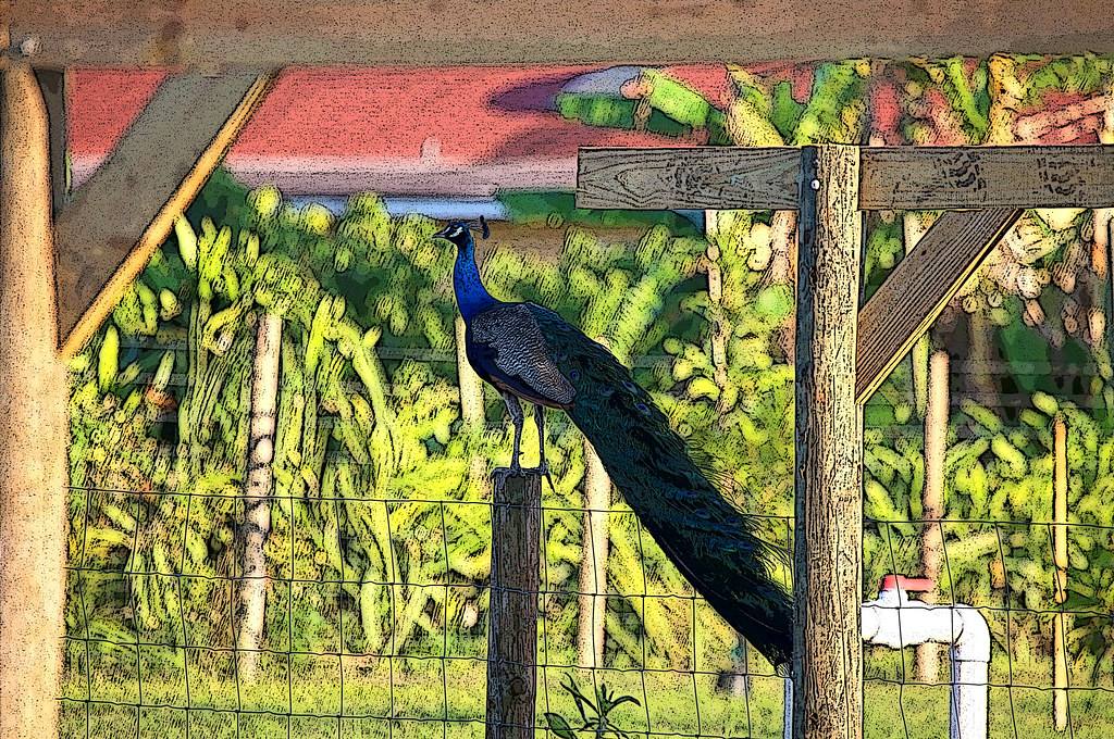 A majestic peacock with a long tail stands on a wooden post next to a wire fence.