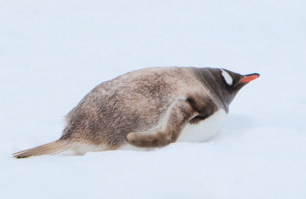 A Gentoo Penguin with a bright orange beak and white eye-stripe lies on white snow.