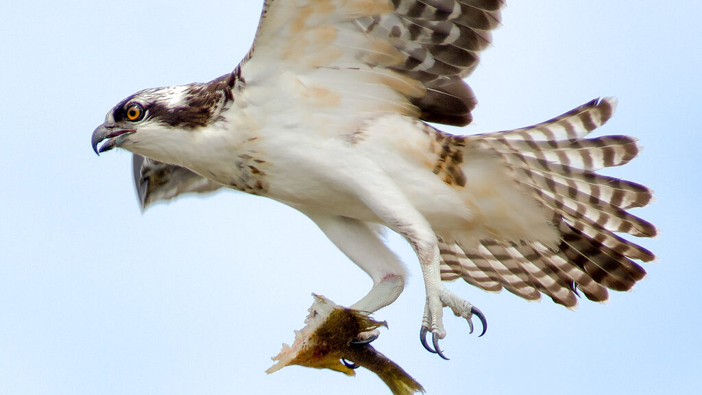 Juvenile Osprey in flight carrying fish in its talons