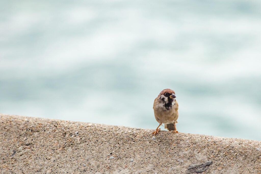 A Eurasian Tree Sparrow stands on a wall, displaying its brown cap and black cheek patch.