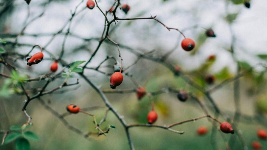 Red hawthorn berries growing on a thorny branch