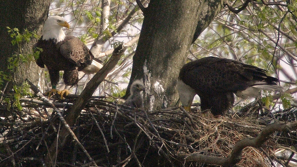 Two Bald Eagles attend to a fluffy chick nestled in their large stick nest within a tree.
