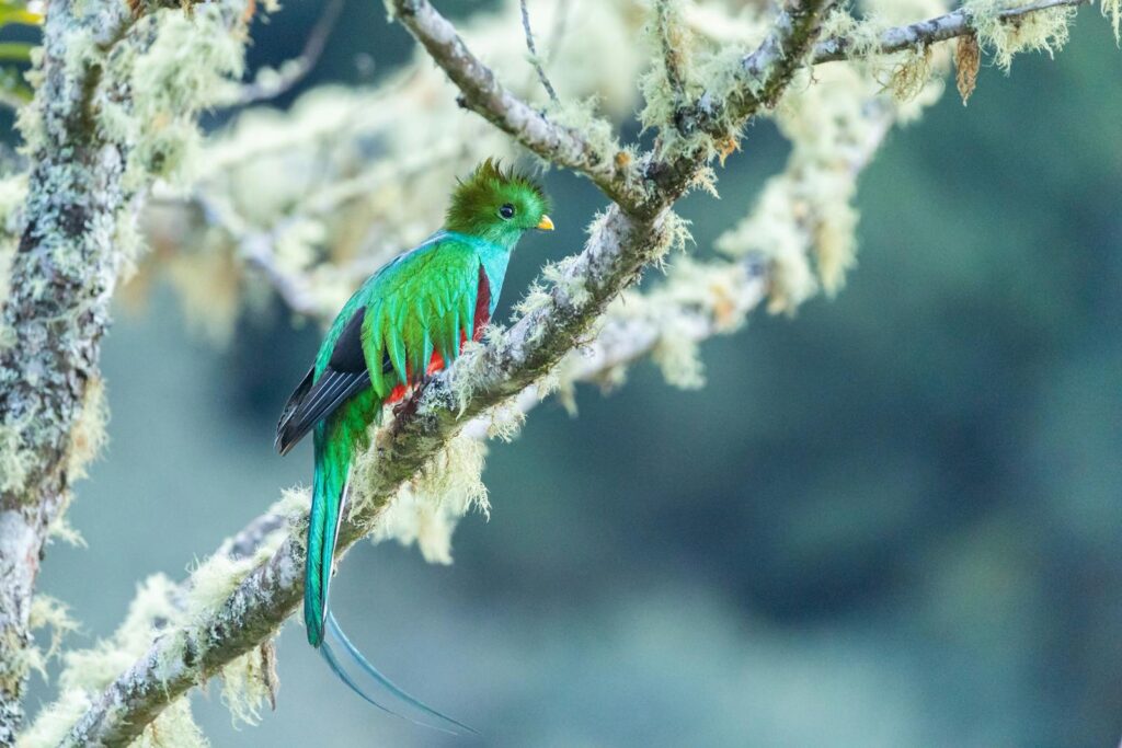 A Resplendent Quetzal with green and red plumage and a long tail perches on a mossy branch.