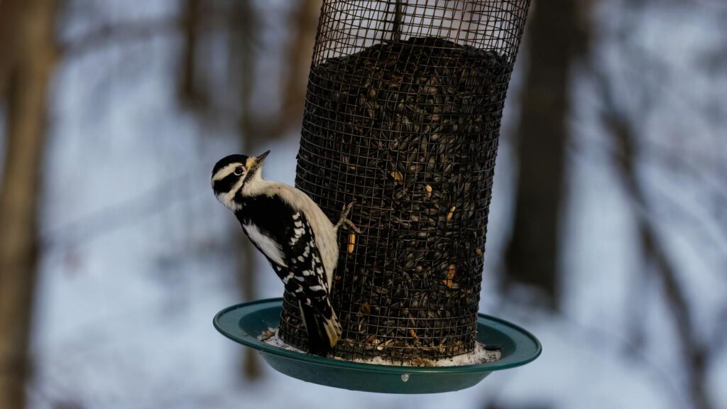 Downy woodpecker clinging to seed-filled mesh bird feeder in winter