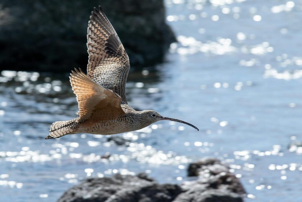 A Long-billed Curlew flies over shimmering water, showcasing its patterned wings and long beak.