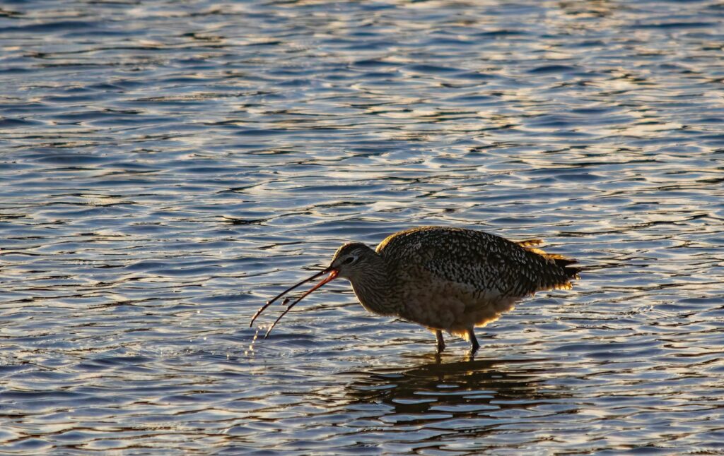 A Long-billed Curlew wades in shallow water, using its long, curved beak to feed.