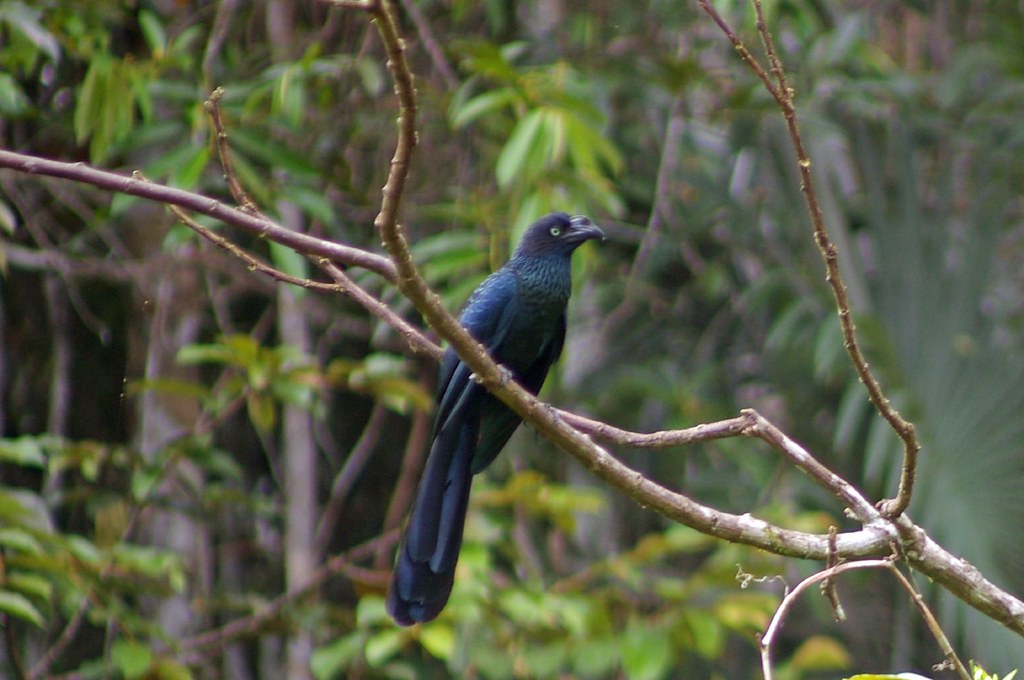 A Greater Ani, a glossy black bird with a large ridged beak and pale eyes, perches on a branch.