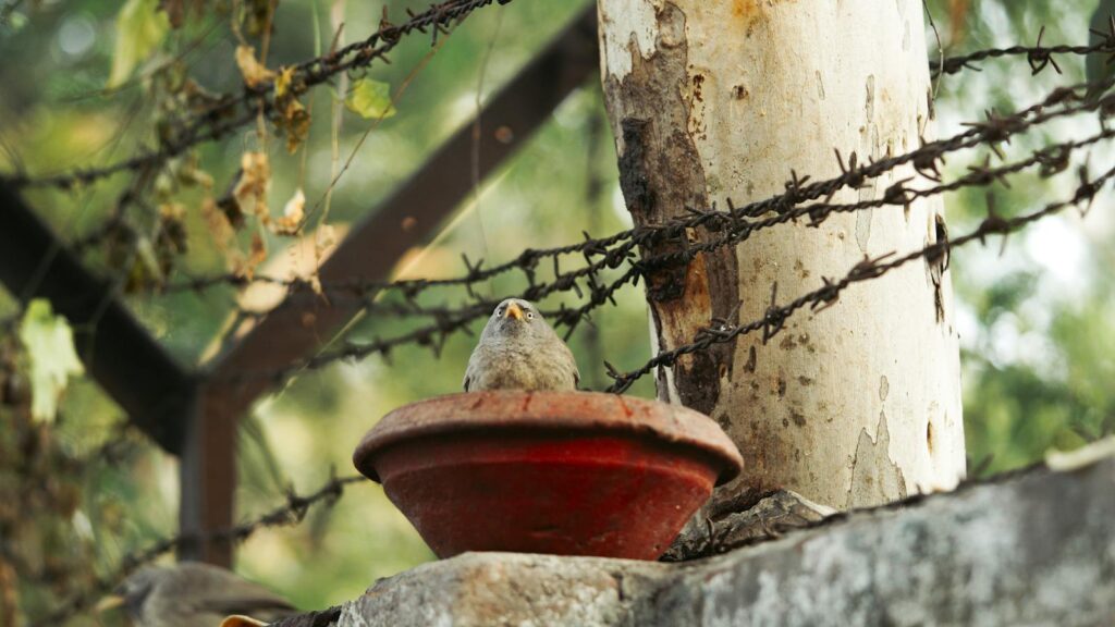 A bird is perched on a clay pot on top of a fence