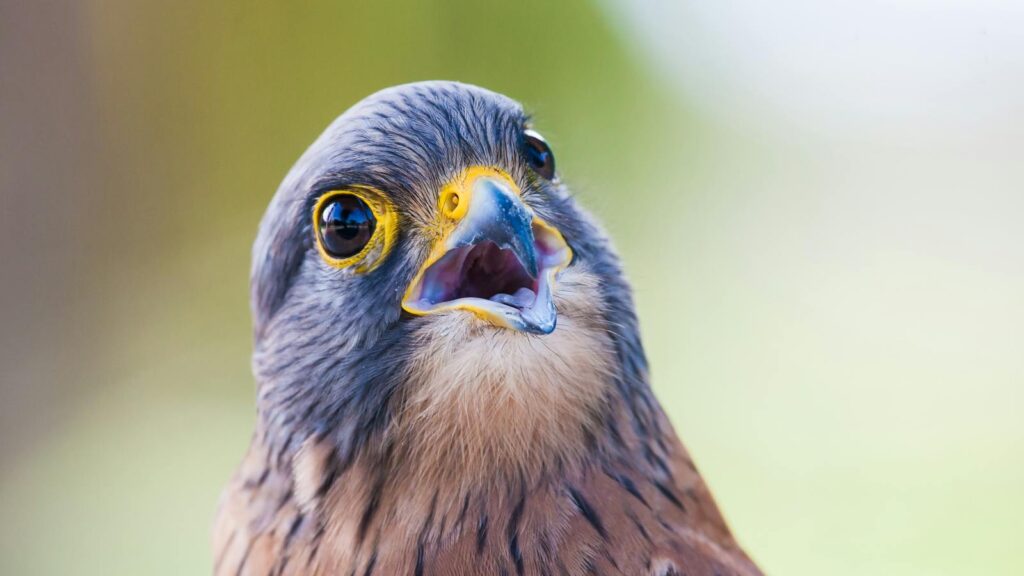Kestrel staring with wide eyes and open beak