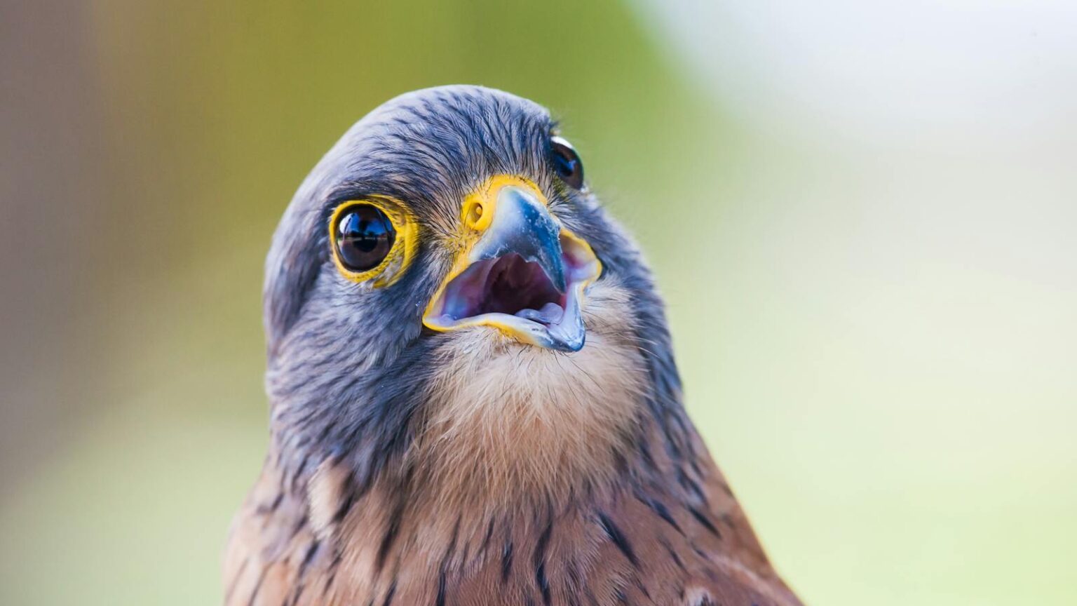 How to Make Your Windows Bird-Safe and Beautiful - bird-life.com