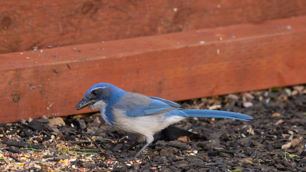 California Scrub-Jay eating seeds scattered on the ground