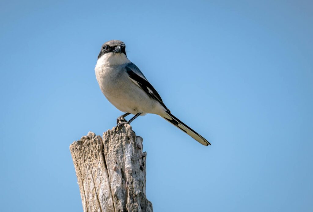A Loggerhead Shrike perches on a wooden post against a clear blue sky.