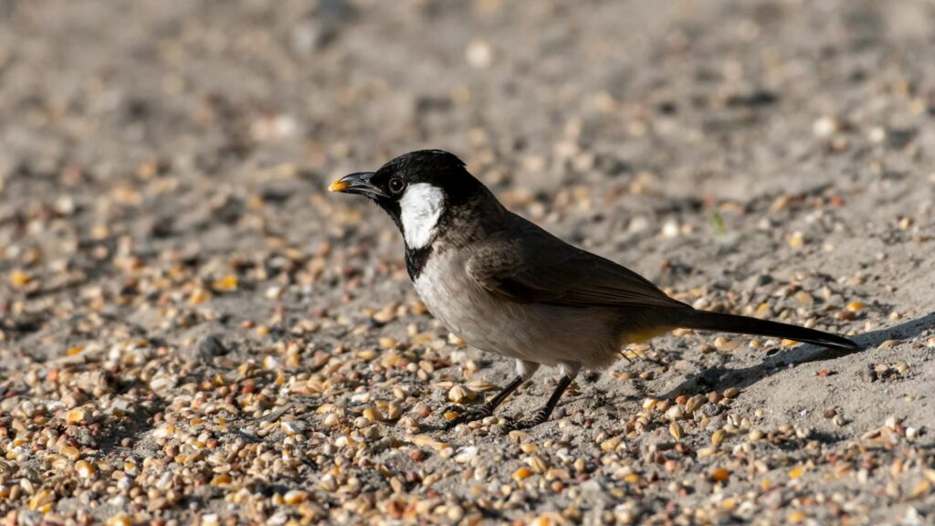A White-Eared Bulbul eating seeds on the ground