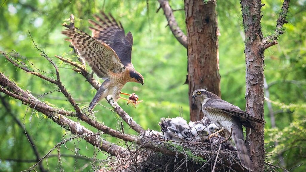 A Eurasian Sparrowhawk feeding its young in a forest nest, stunning wildlife scene.