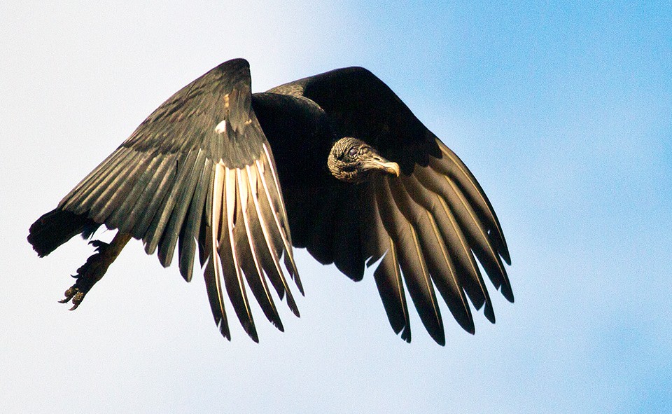 A dark vulture with white underwings soars through a light blue sky.