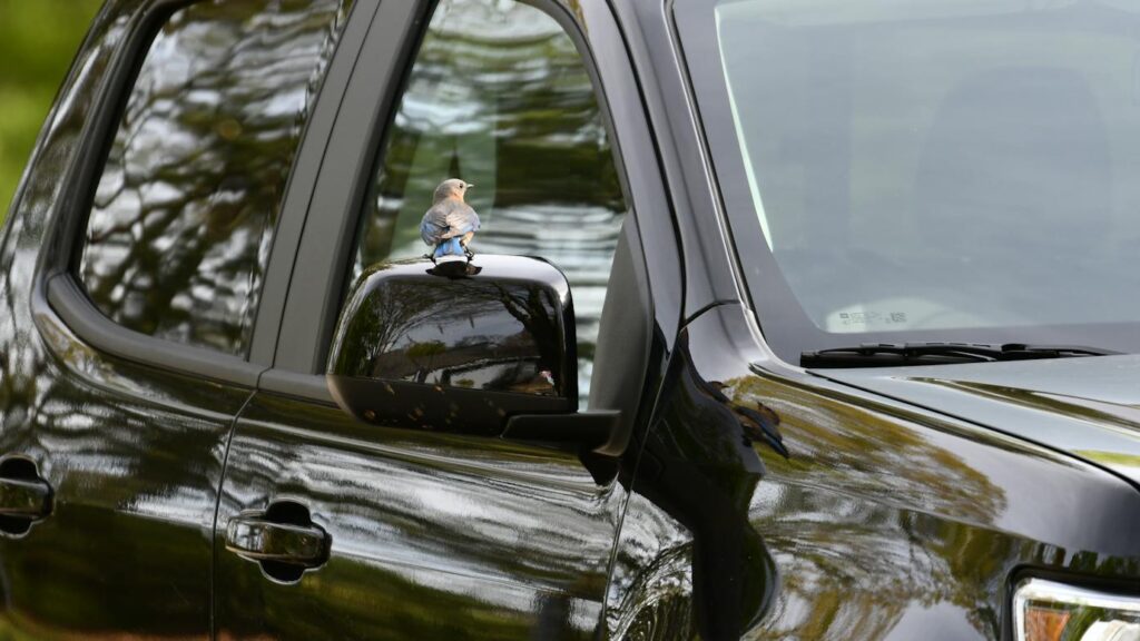 Bird perched on side mirror of a black truck