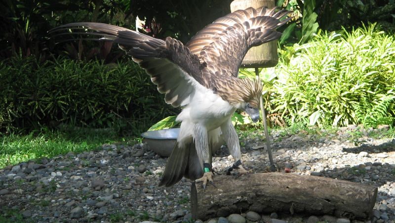 Philippine Eagle landing on a log with wings spread