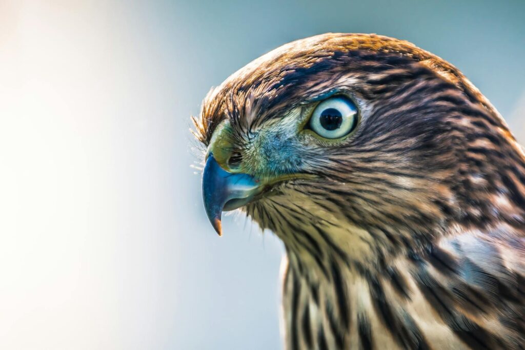 A close-up of a Eurasian Goshawk's head, showing its pale blue eye and striped plumage.