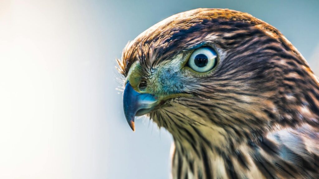 A close-up of a Eurasian Goshawk's head, showing its pale blue eye and striped plumage.