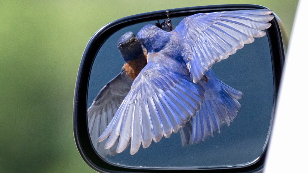 Eastern Bluebird attacking its reflection in a car side mirror