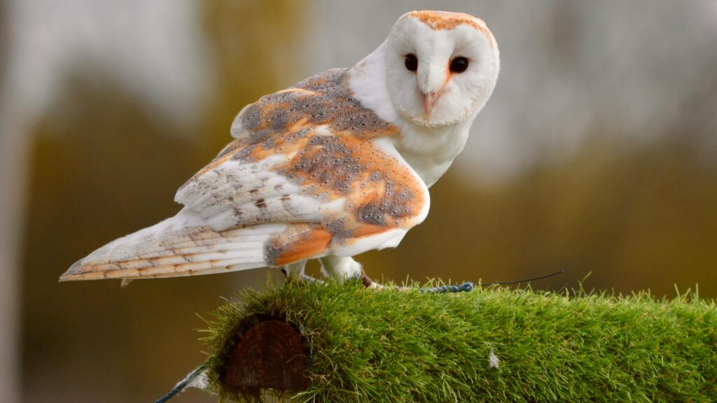 A stunning barn owl perched on turf-covered stand