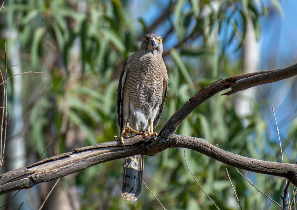 A Brown Goshawk perches on a bare tree branch, its keen eyes visible.