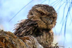 A close-up of a Tawny Frogmouth with patterned brown plumage and bright orange eyes.