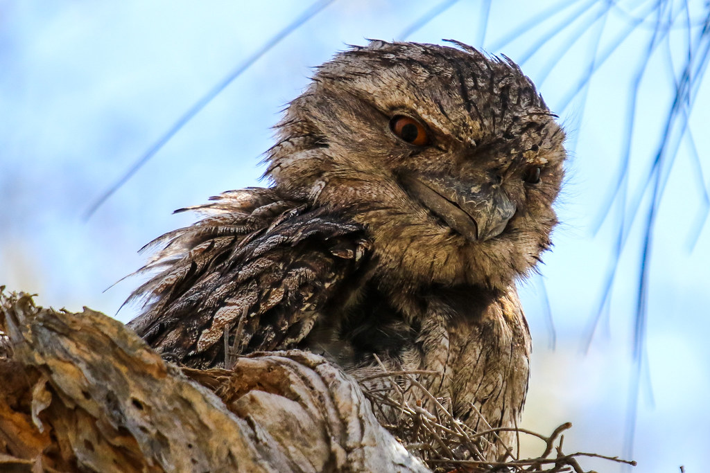 A close-up of a Tawny Frogmouth with patterned brown plumage and bright orange eyes.