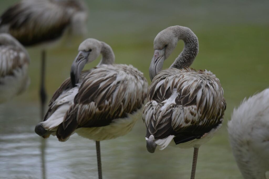 A serene scene of flamingos with dark feathers resting gracefully in wetlands.