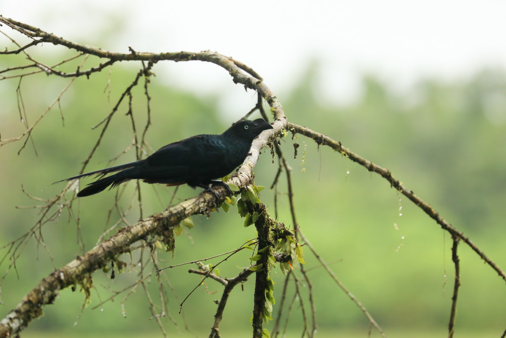 A Greater Ani, a glossy black bird with pale eyes, perches on a gnarled branch.