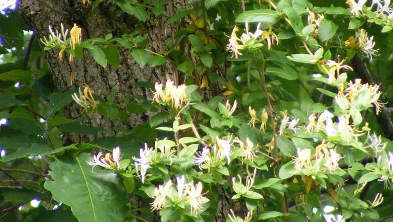 Japanese honeysuckle growing on a tree
