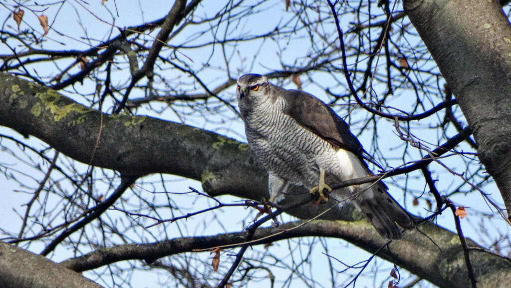 Northern Goshawk perched on a tree in woodland habitat